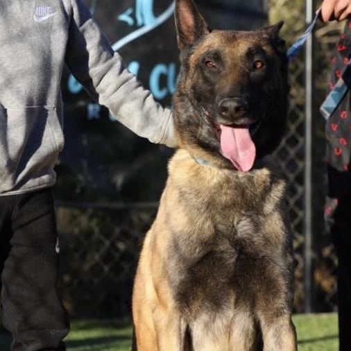 Khan, ADOPTABLE, Adult Male Belgian Shepherd / Malinois.