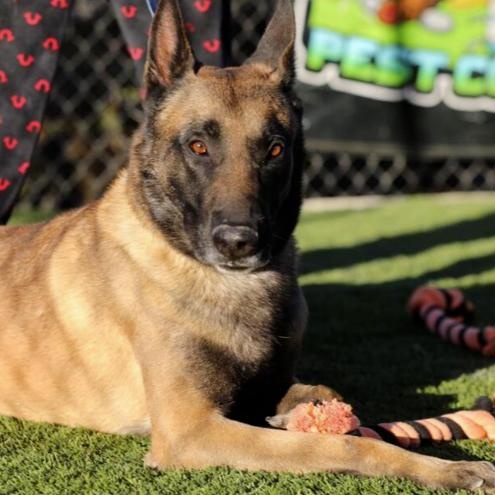 Khan, a ADOPTABLE Belgian Shepherd / Malinois in Naperville, IL image 4/6
