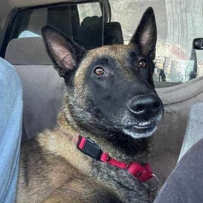 Khan, a ADOPTABLE Belgian Shepherd / Malinois in Naperville, IL image 2/6
