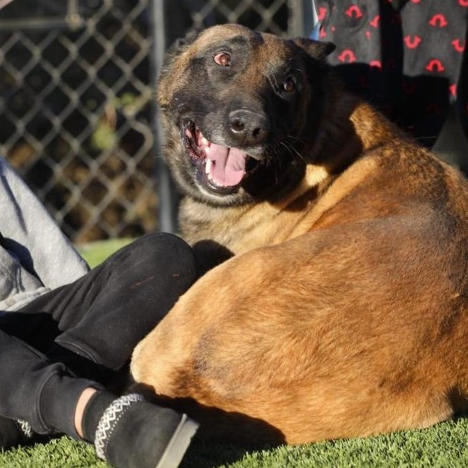 Khan, a ADOPTABLE Belgian Shepherd / Malinois in Naperville, IL image 5/6