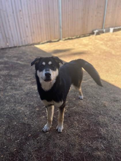 Helen, Adoptable, Adult Female Husky & German Shepherd Dog.