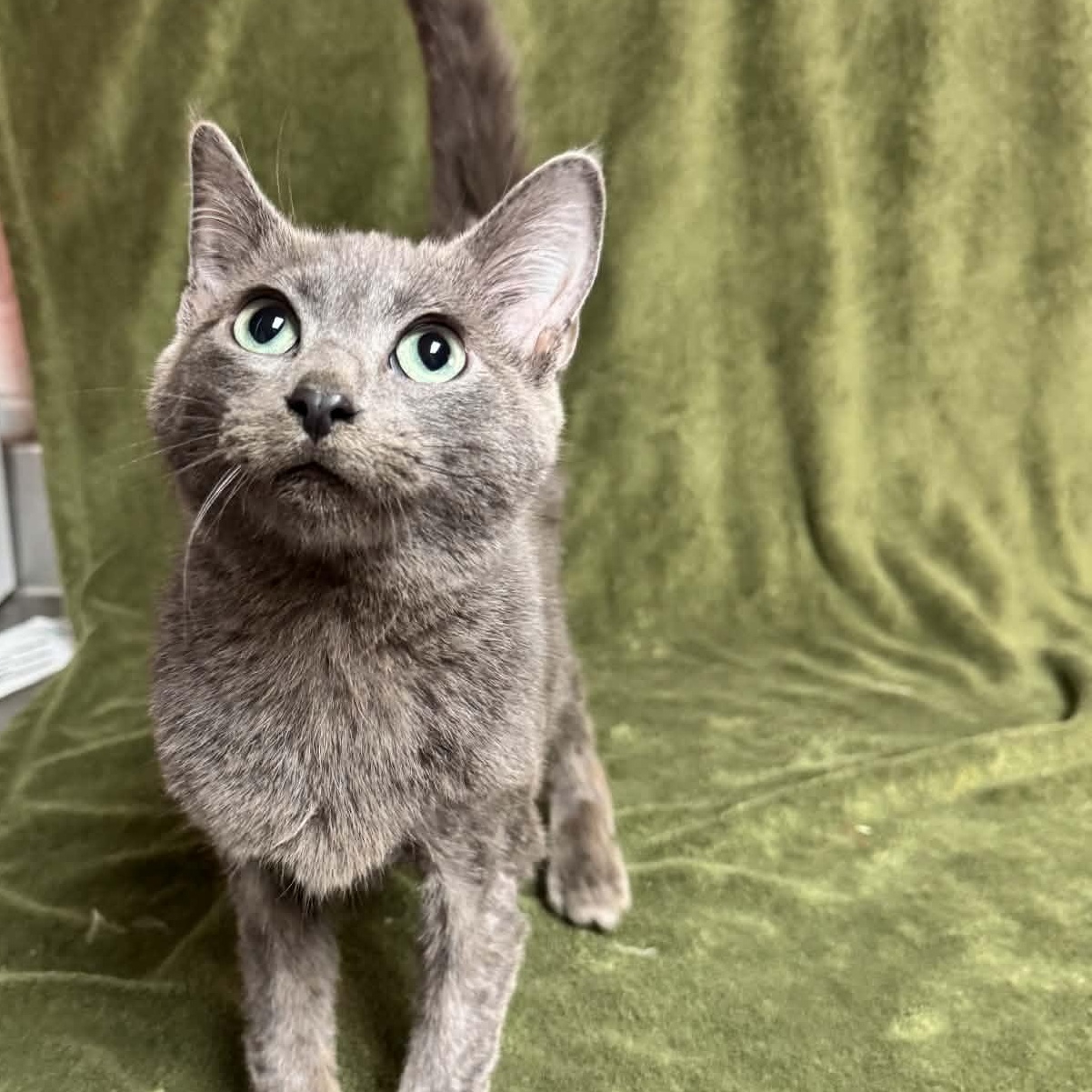 Enlarge Guac, an adopted Domestic Short Hair in Waterloo, IA image 2/2