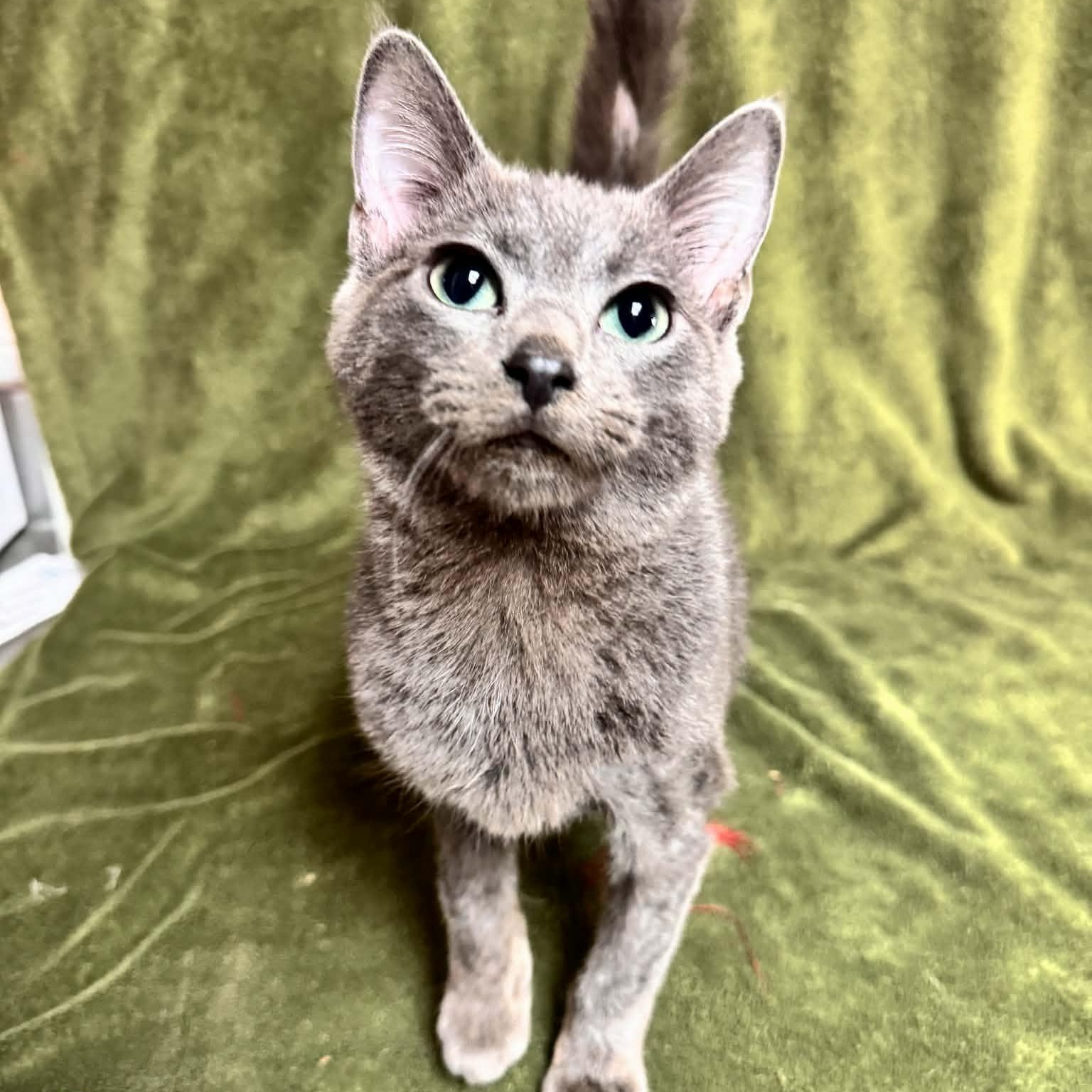 Guac, adopted, Young Male Domestic Short Hair.