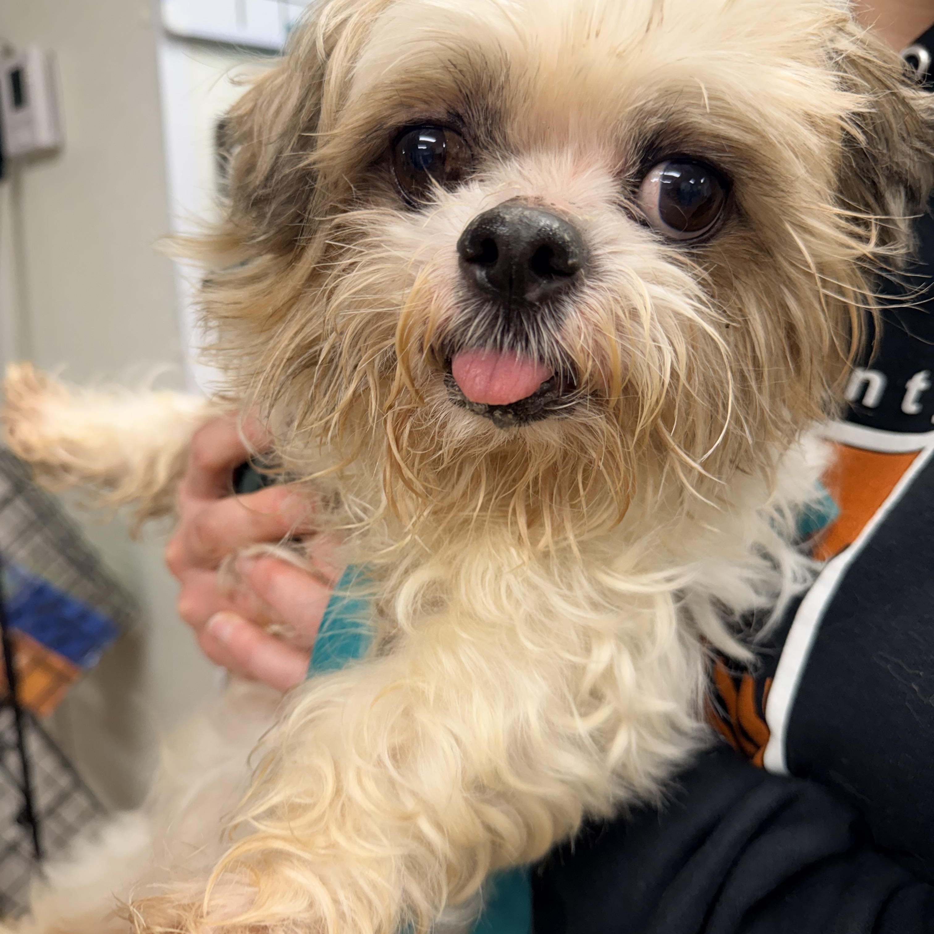 Enlarge Fritzy, an adopted Shih Tzu in Seville, OH image 3/3