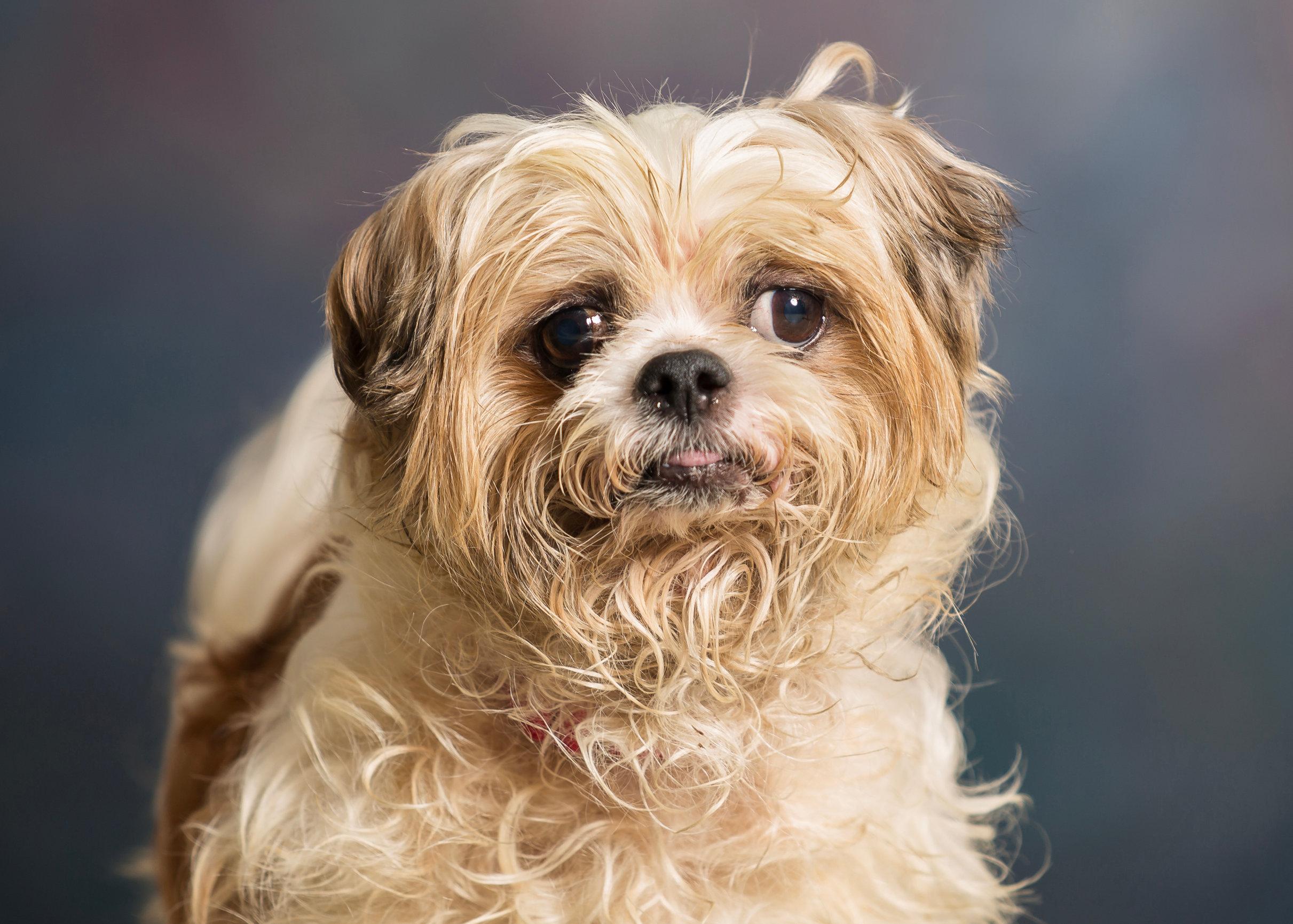 Enlarge Fritzy, an adopted Shih Tzu in Seville, OH image 2/3