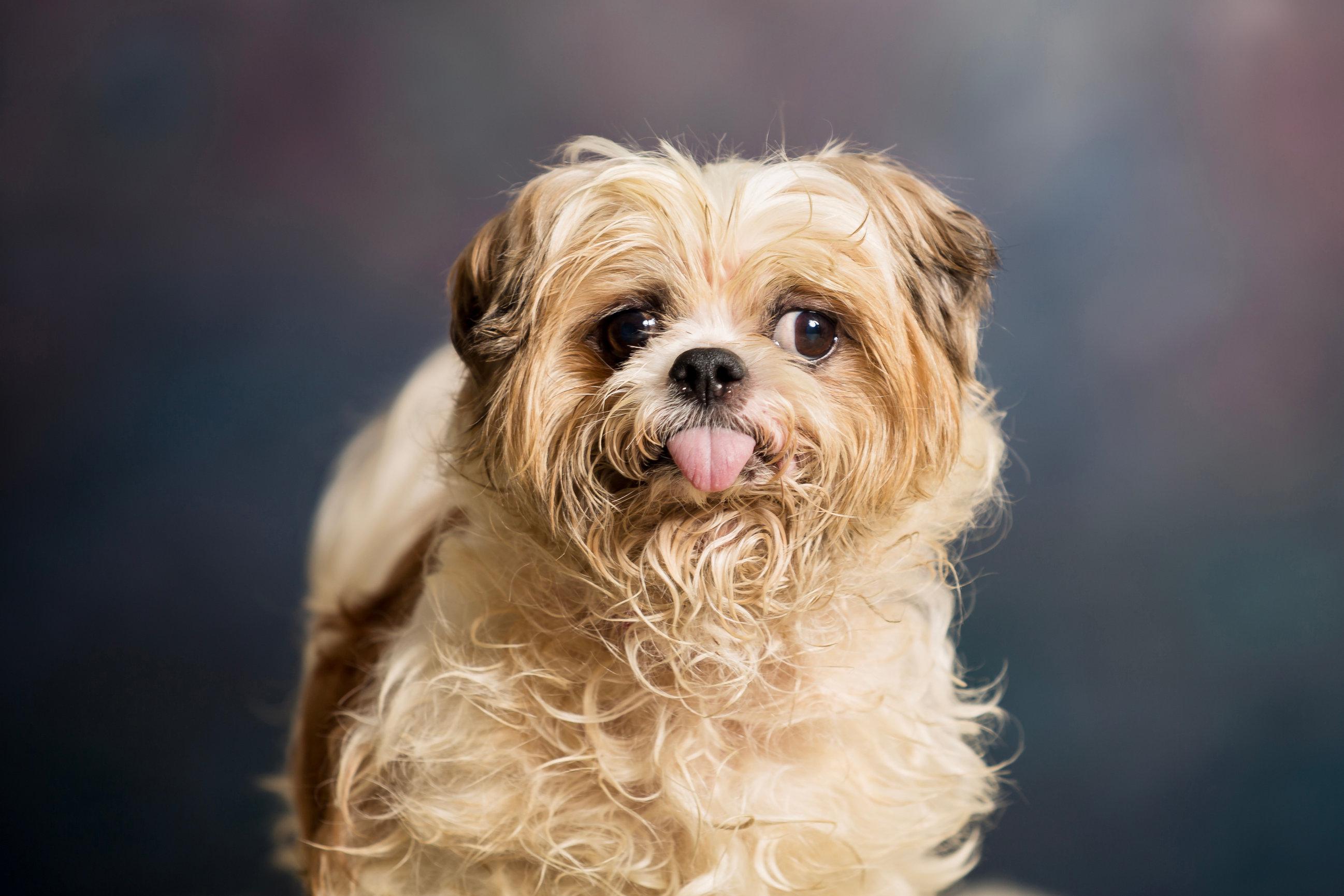 Fritzy, adopted, Adult Male Shih Tzu.