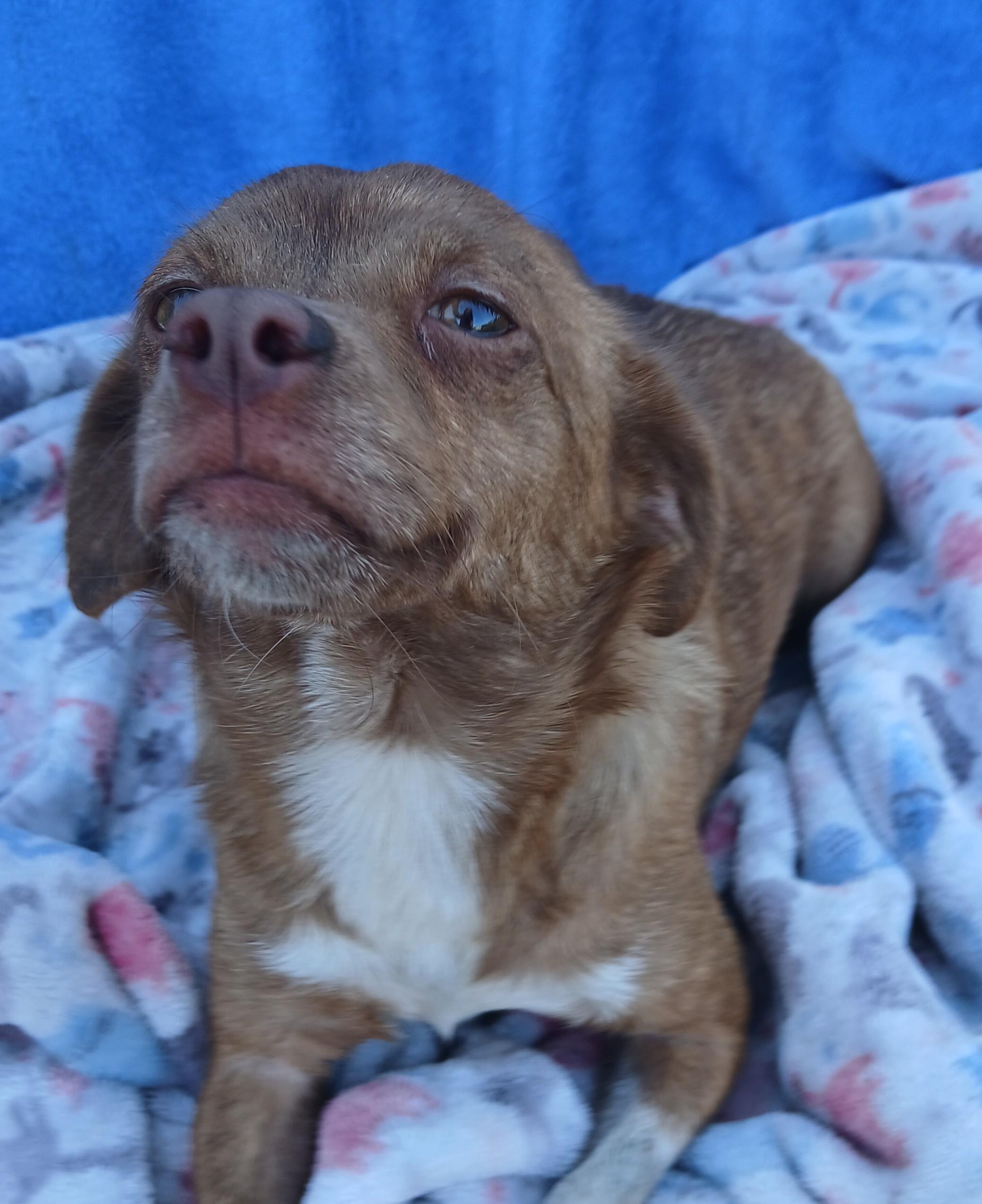 Enlarge Selena, a Adoptable mixed breed in Boca Raton, FL image 1/4