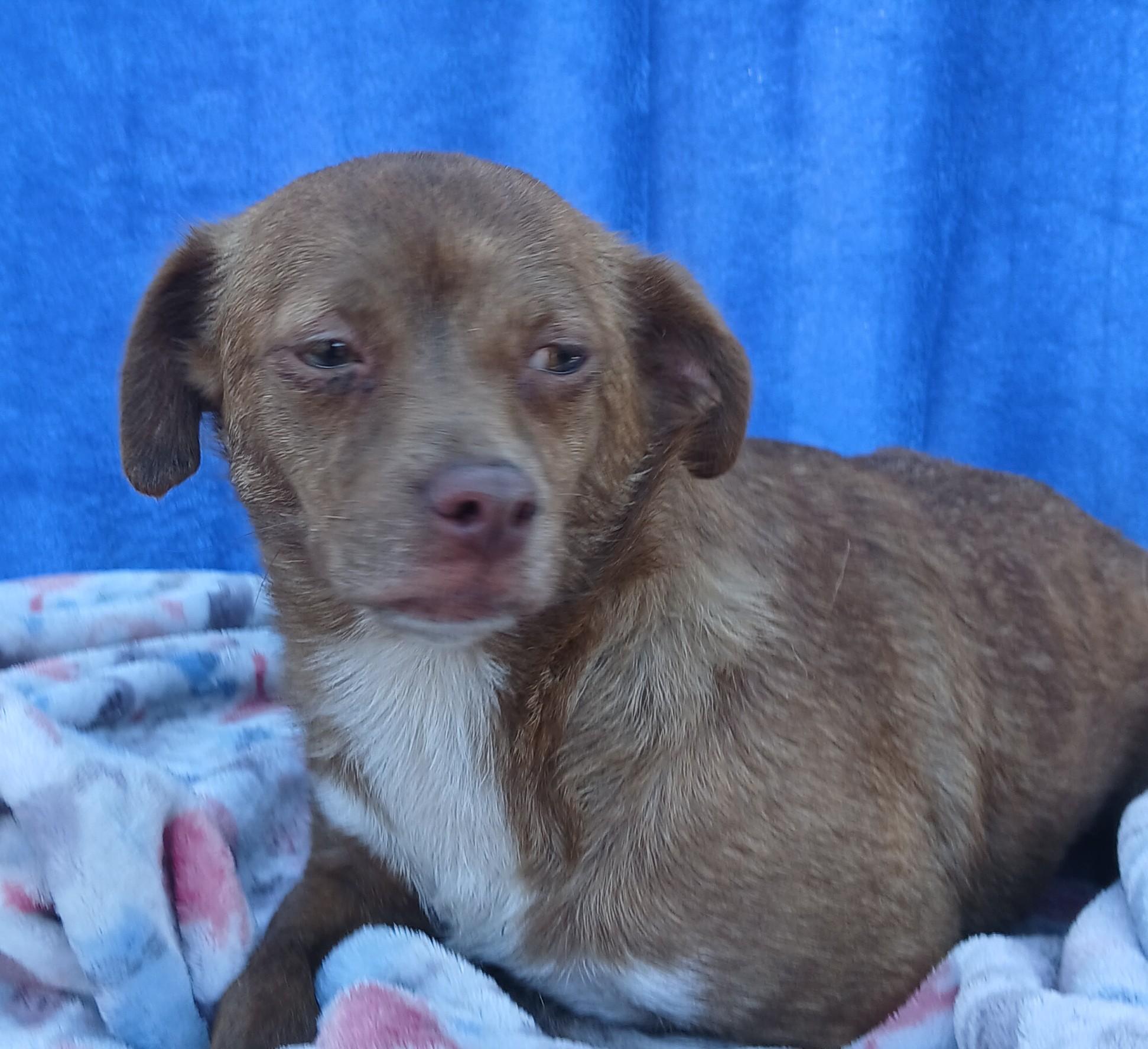 Enlarge Selena, a Adoptable mixed breed in Boca Raton, FL image 2/4