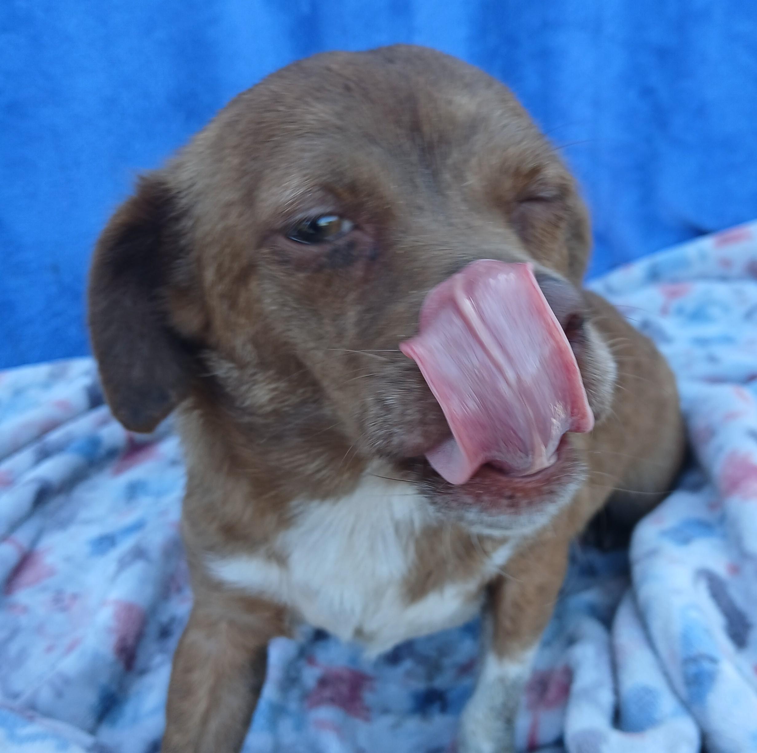 Enlarge Selena, a Adoptable mixed breed in Boca Raton, FL image 3/4