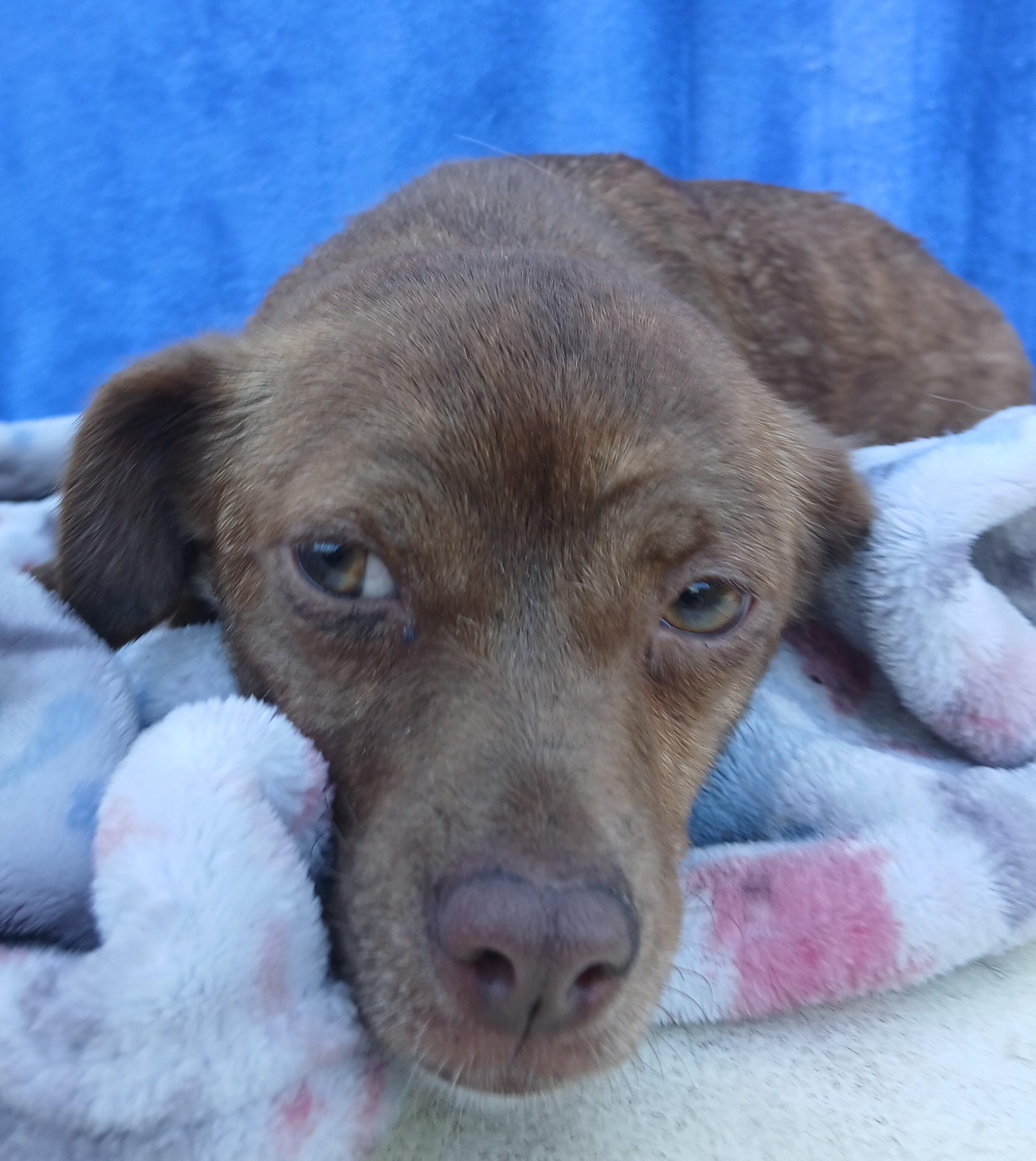 Enlarge Selena, a Adoptable mixed breed in Boca Raton, FL image 4/4
