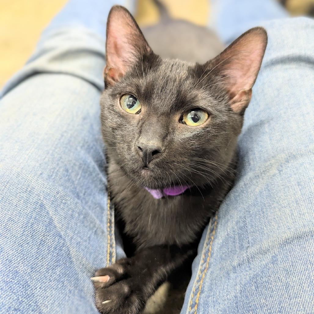 Trumpet — thumbnail 2