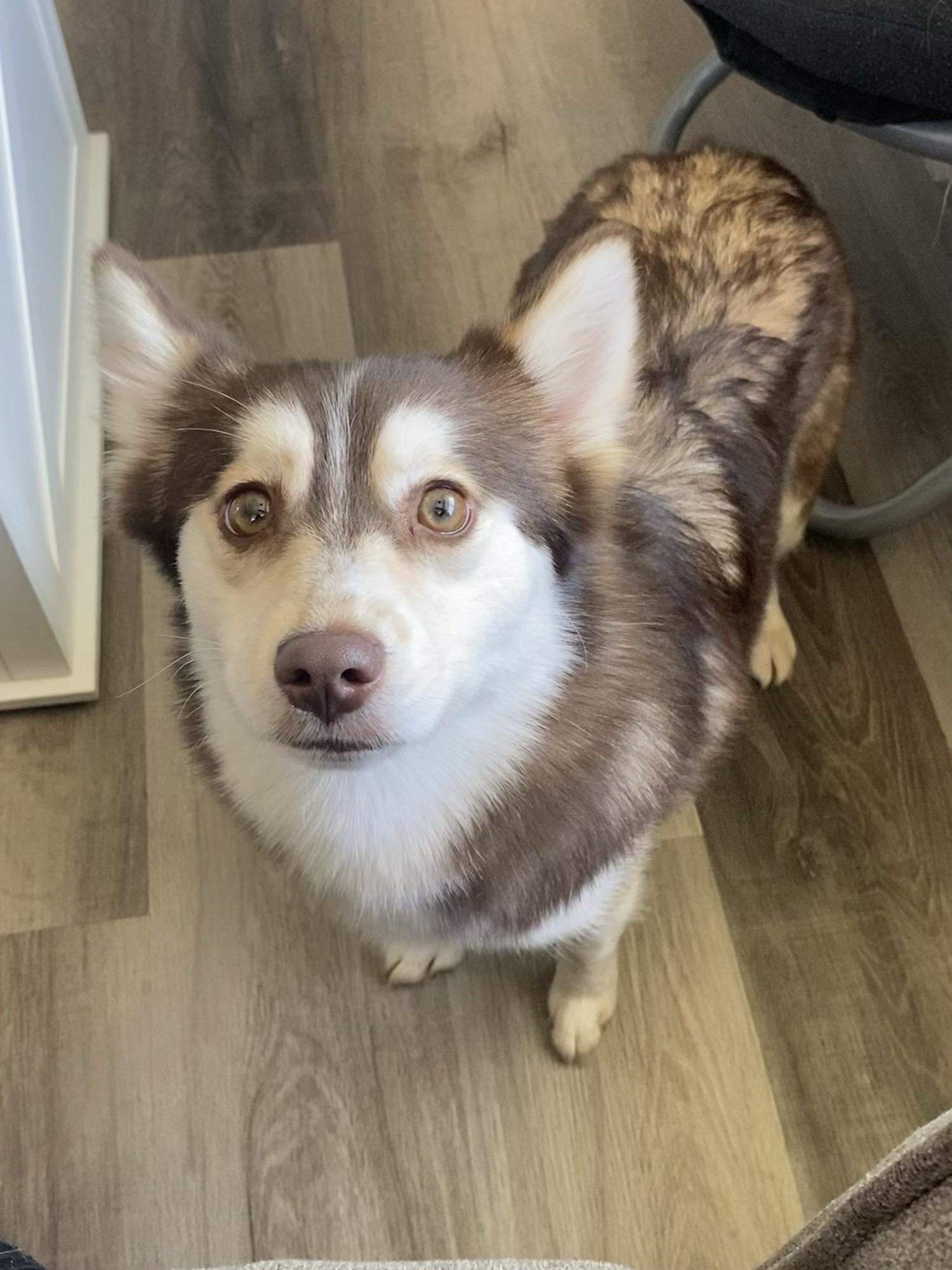 Enlarge Sage, a ADOPTABLE Pomsky in Winston, OR image 3/3