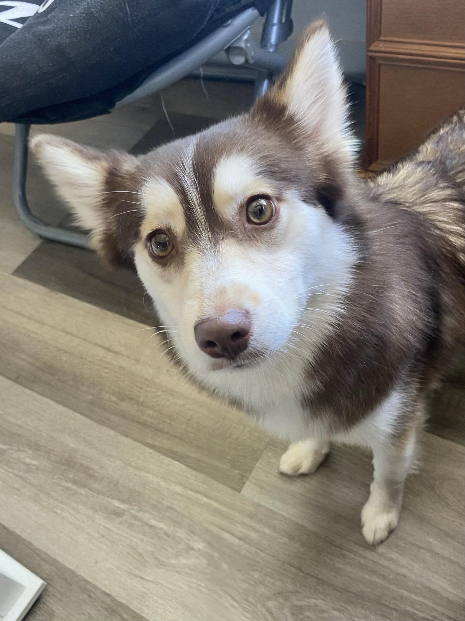Sage, ADOPTABLE, Young Female Pomsky.