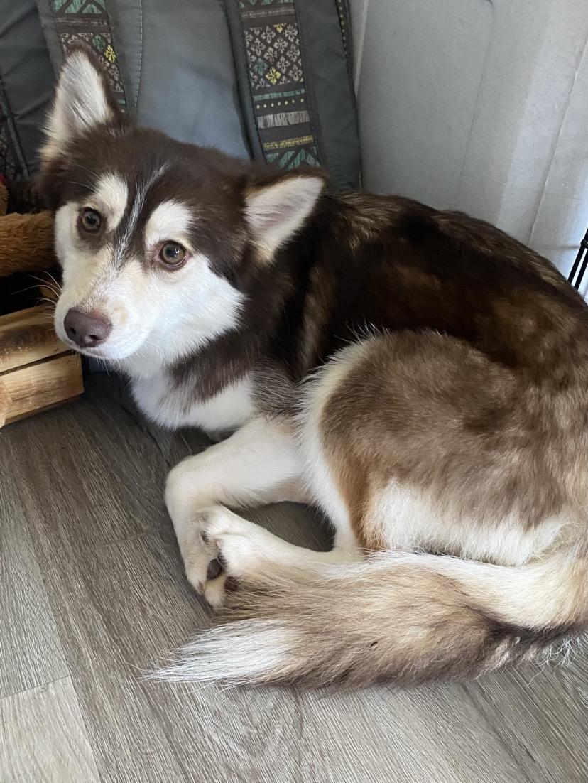 Enlarge Sage, a ADOPTABLE Pomsky in Winston, OR image 2/3