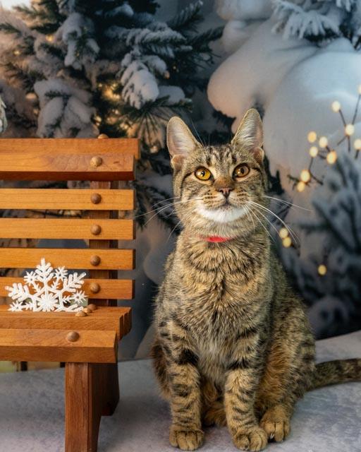 Enlarge Lainey, a ADOPTABLE Domestic Short Hair in Lapeer, MI image 1/5