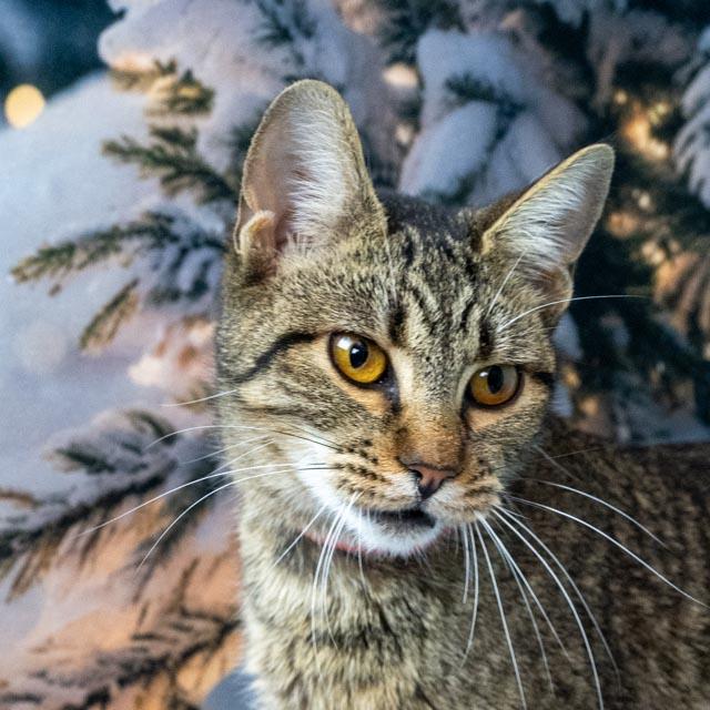 Enlarge Lainey, a ADOPTABLE Domestic Short Hair in Lapeer, MI image 4/5
