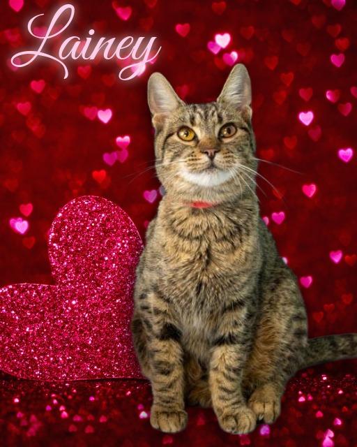 Enlarge Lainey, a ADOPTABLE Domestic Short Hair in Lapeer, MI image 2/5