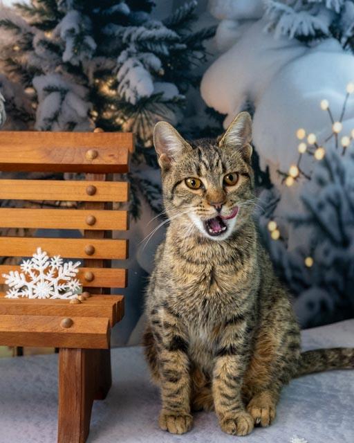 Enlarge Lainey, a ADOPTABLE Domestic Short Hair in Lapeer, MI image 3/5