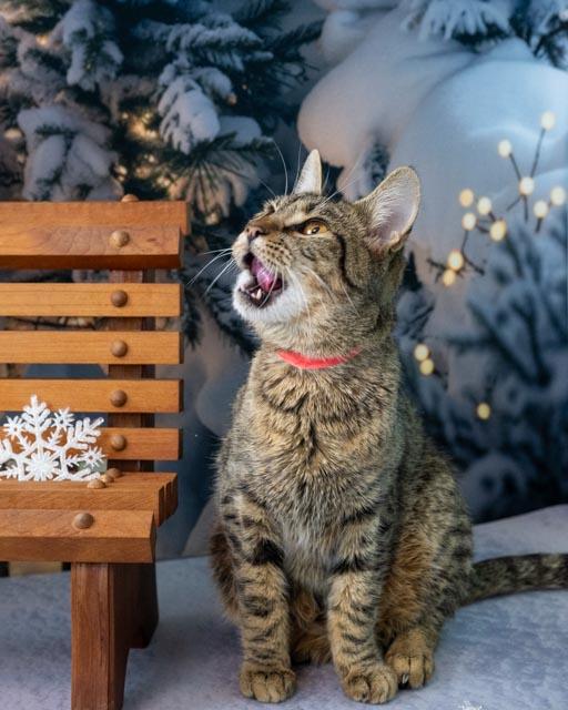 Enlarge Lainey, a ADOPTABLE Domestic Short Hair in Lapeer, MI image 5/5