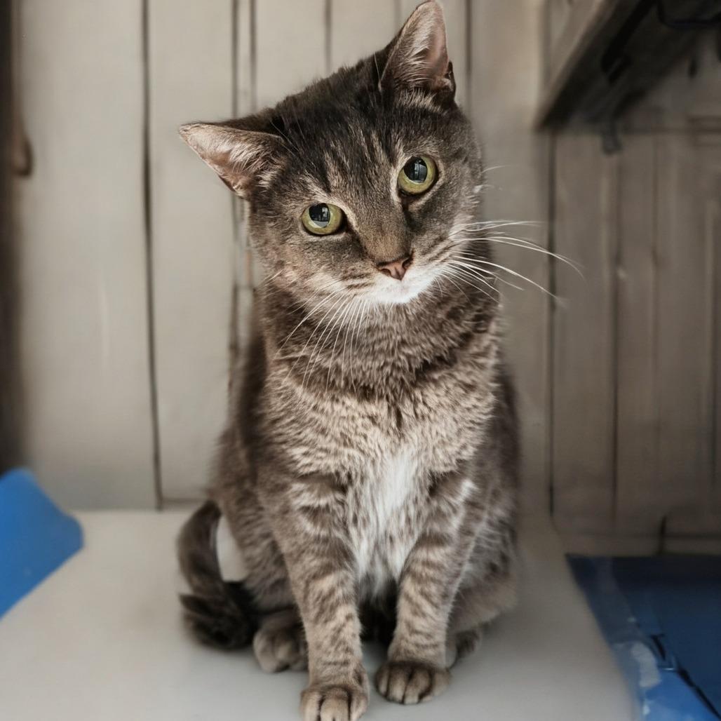 Alberta, Adoptable, Adult Female Domestic Short Hair.