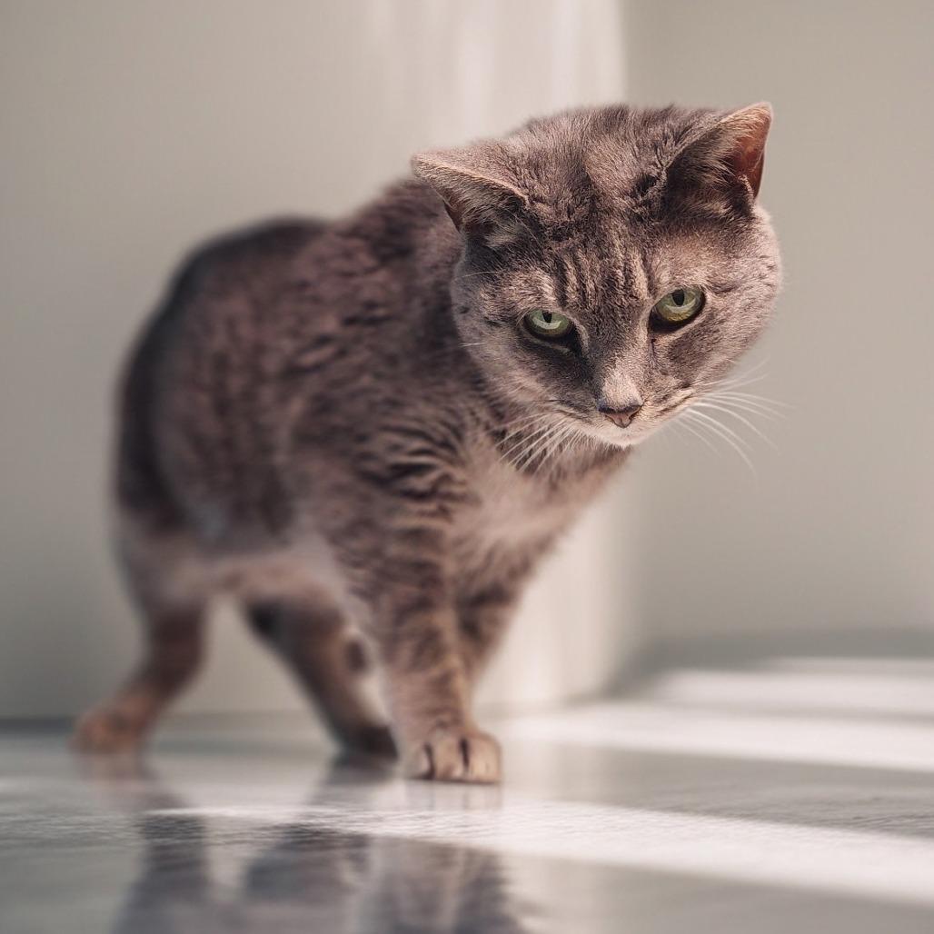 Enlarge Alberta, a Adoptable Domestic Short Hair in Toms Brook, VA image 2/3