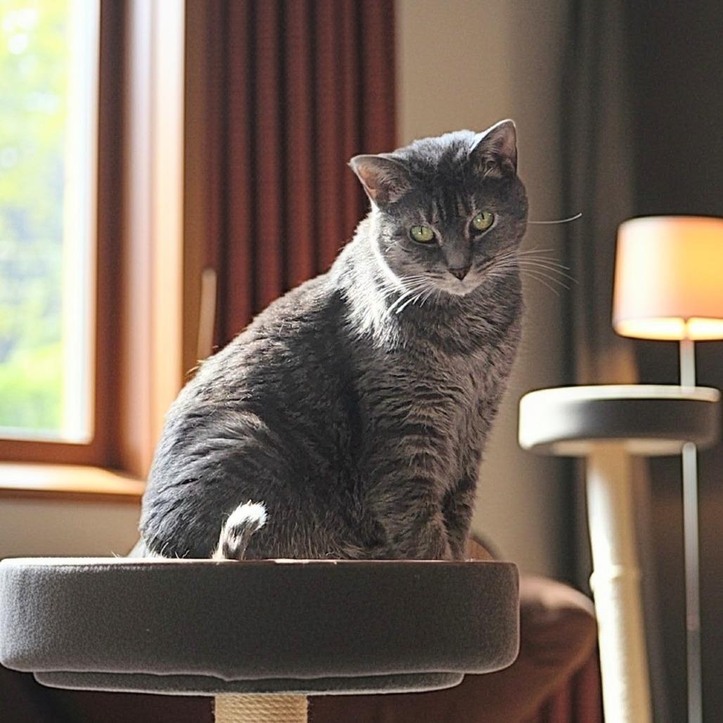Enlarge Alberta, a Adoptable Domestic Short Hair in Toms Brook, VA image 3/3