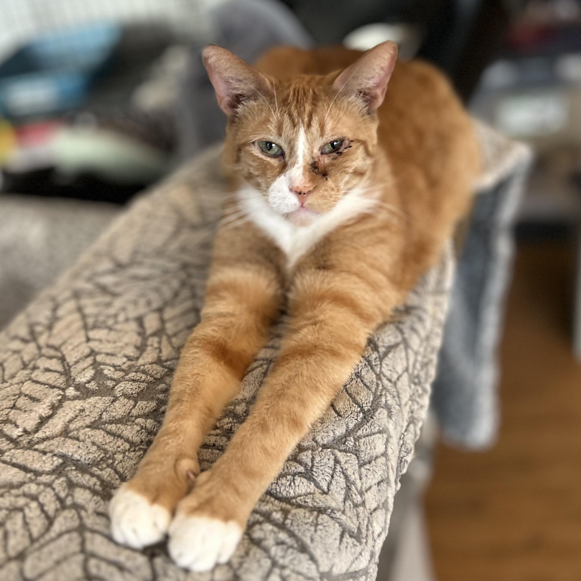 Diego, ADOPTABLE, Adult Male Domestic Short Hair.