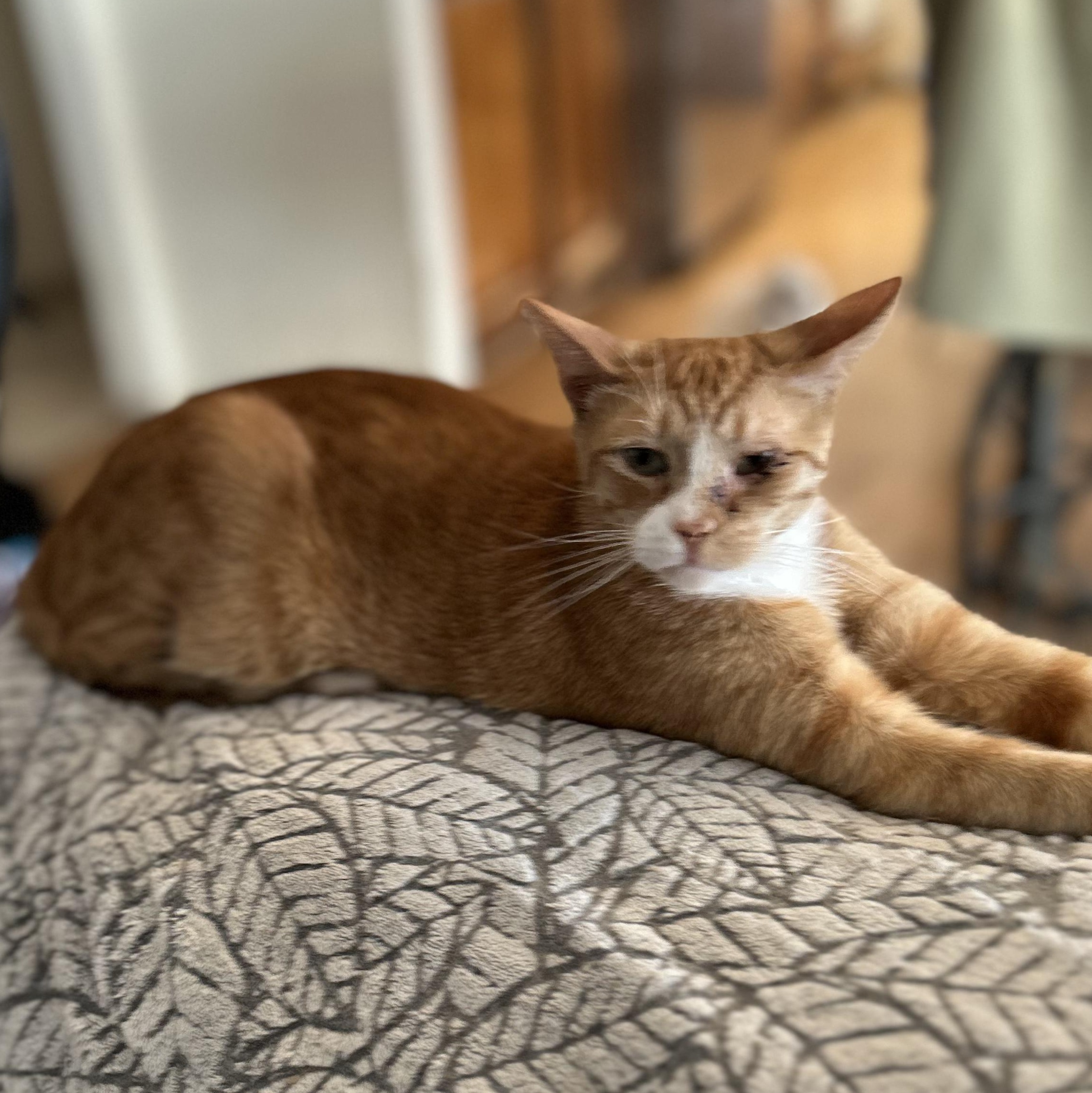 Enlarge Diego, a ADOPTABLE Domestic Short Hair in Anaheim, CA image 2/3