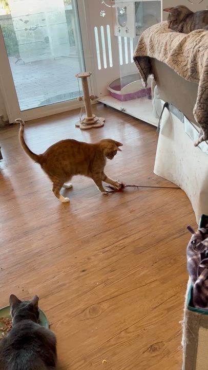 Enlarge Diego, a ADOPTABLE Domestic Short Hair in Anaheim, CA video 3/3
