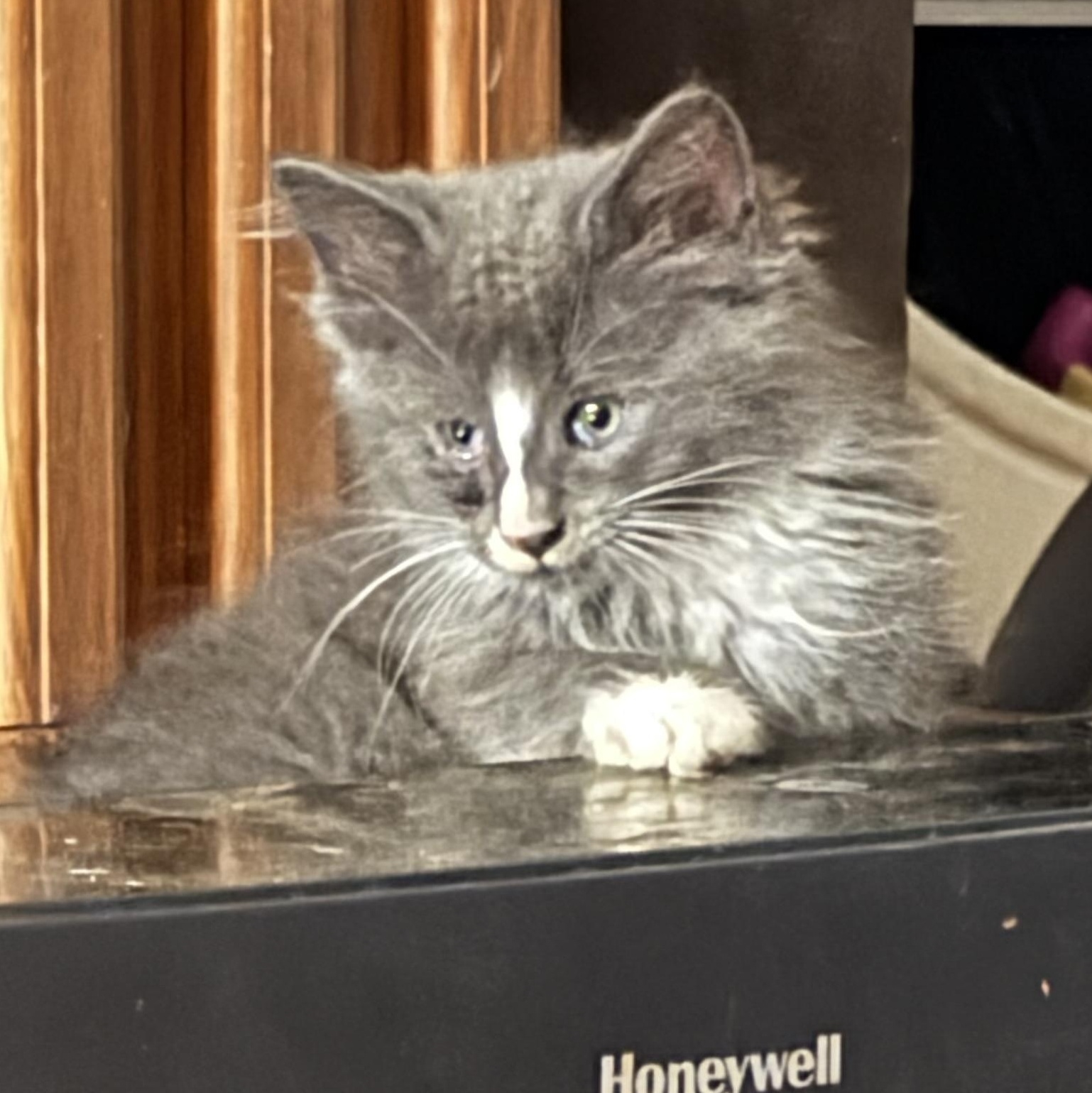 Gizmo, an adopted mixed breed in Knoxville, TN image 2/3