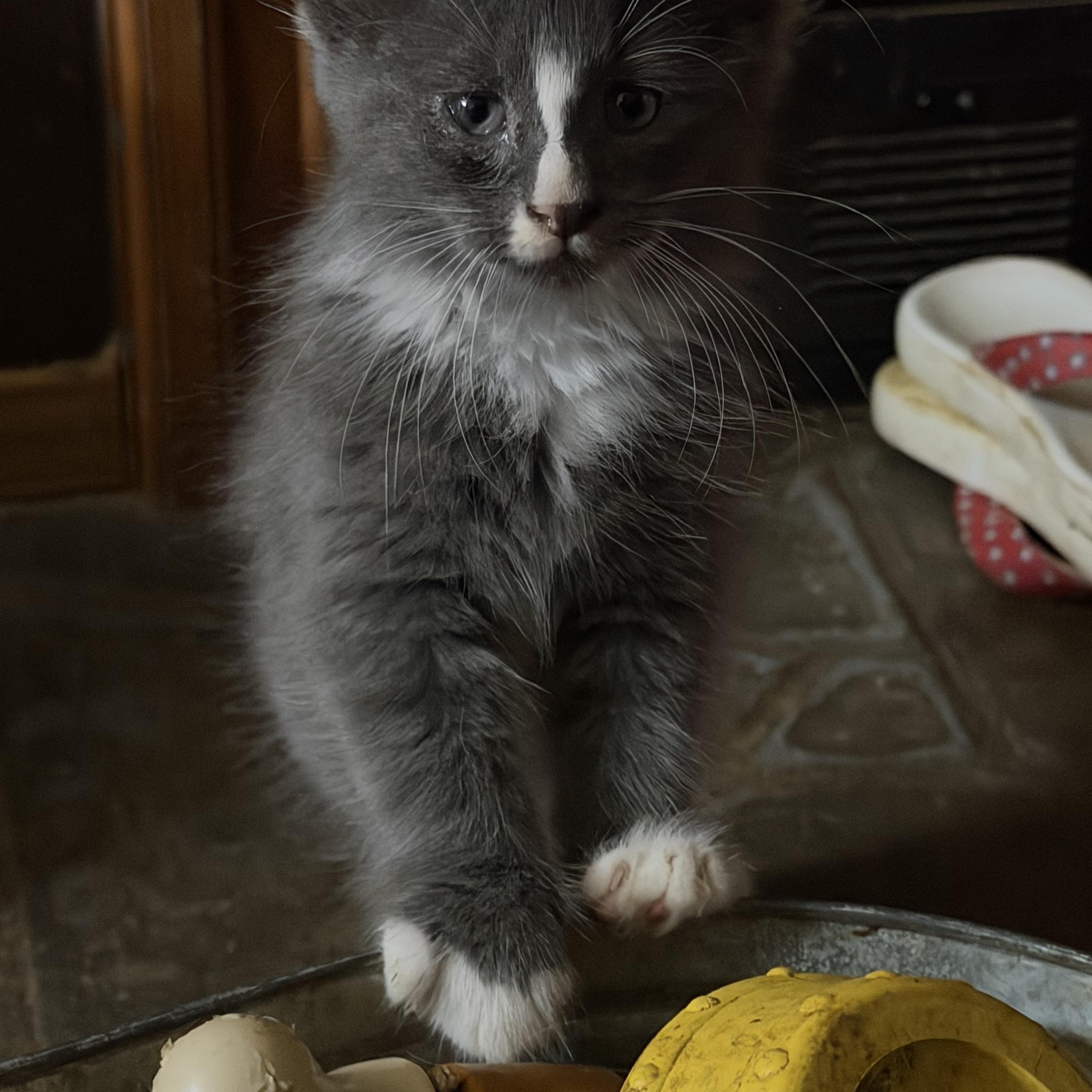Gizmo, an adopted mixed breed in Knoxville, TN image 1/3