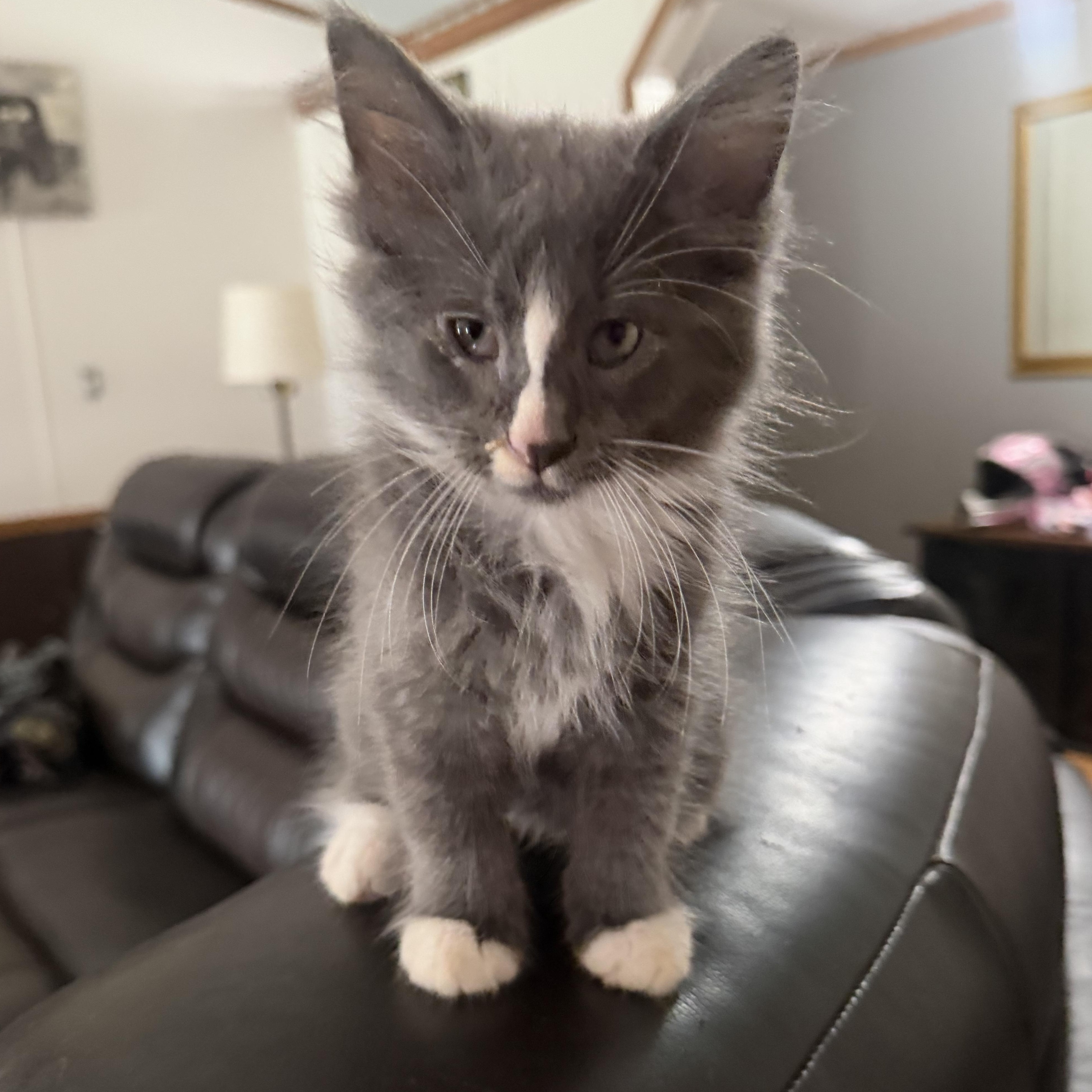 Gizmo, an adopted mixed breed in Knoxville, TN image 3/3