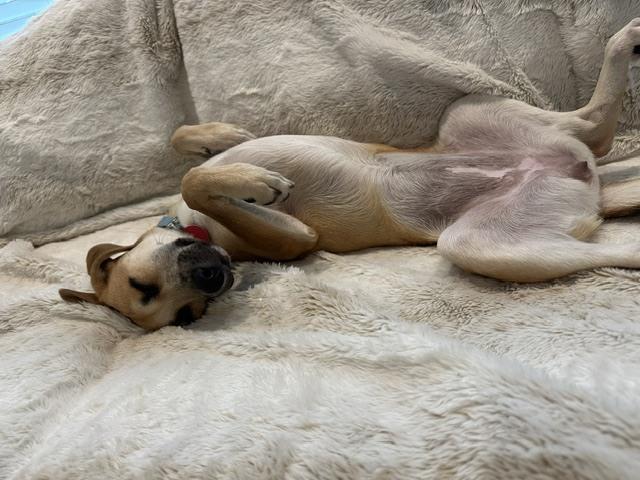 Enlarge Ocean, a Adoptable mixed breed in Manhattan, NY image 1/4