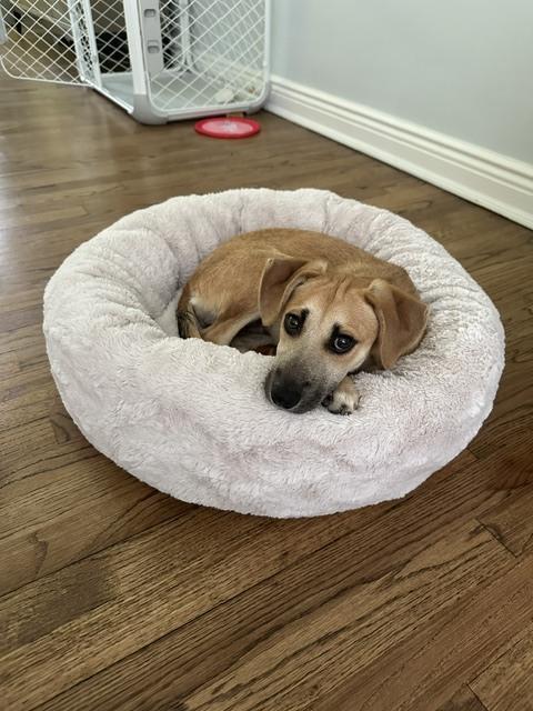 Enlarge Ocean, a Adoptable mixed breed in Manhattan, NY image 2/4