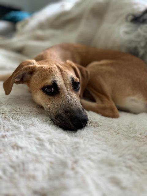 Enlarge Ocean, a Adoptable mixed breed in Manhattan, NY image 3/4