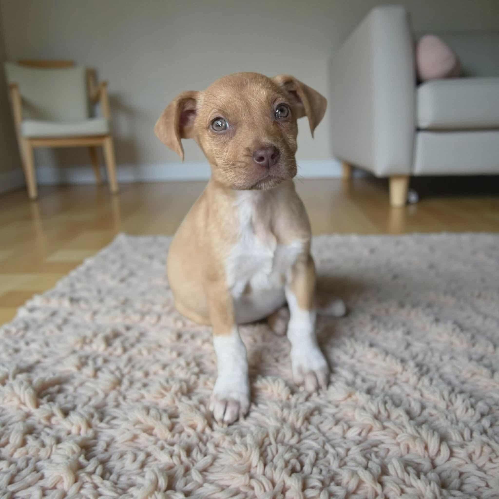 Mossy, a Adoptable mixed breed in Fairhaven, MA image 1/6