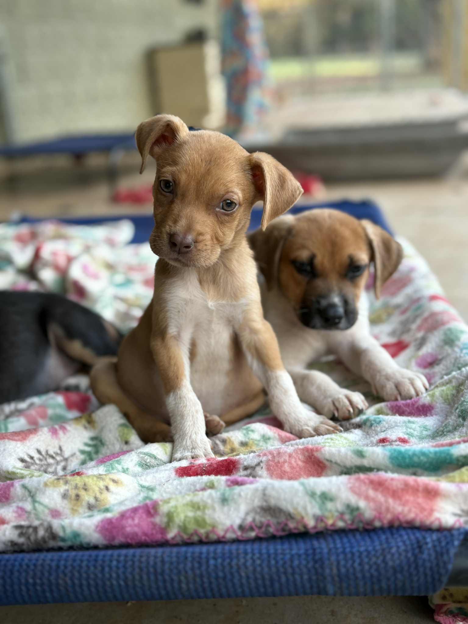 Mossy, a Adoptable mixed breed in Fairhaven, MA image 5/6