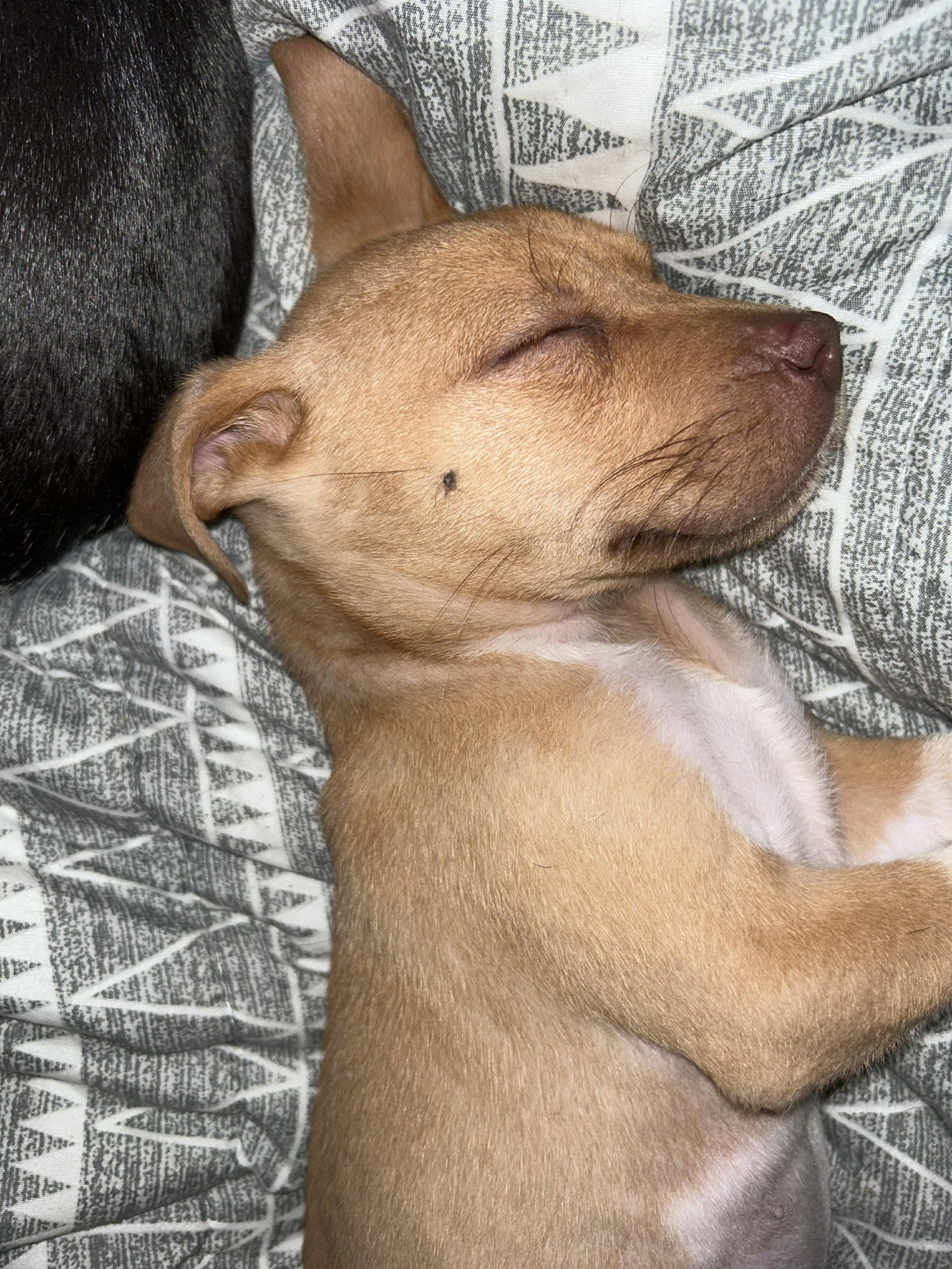 Mossy, a Adoptable mixed breed in Fairhaven, MA image 4/6