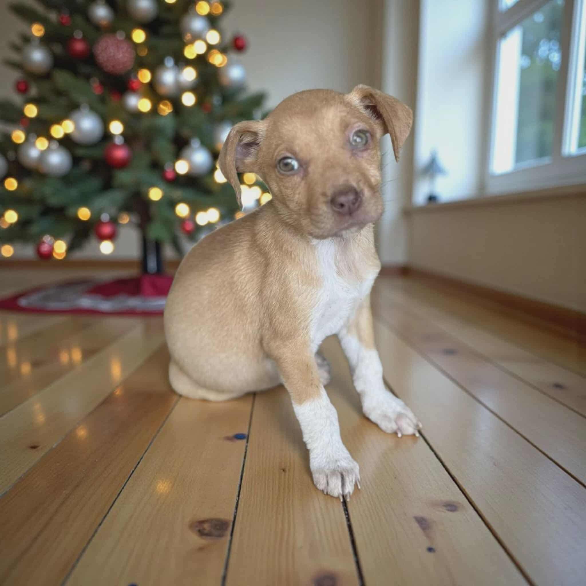 Mossy, a Adoptable mixed breed in Fairhaven, MA image 2/6