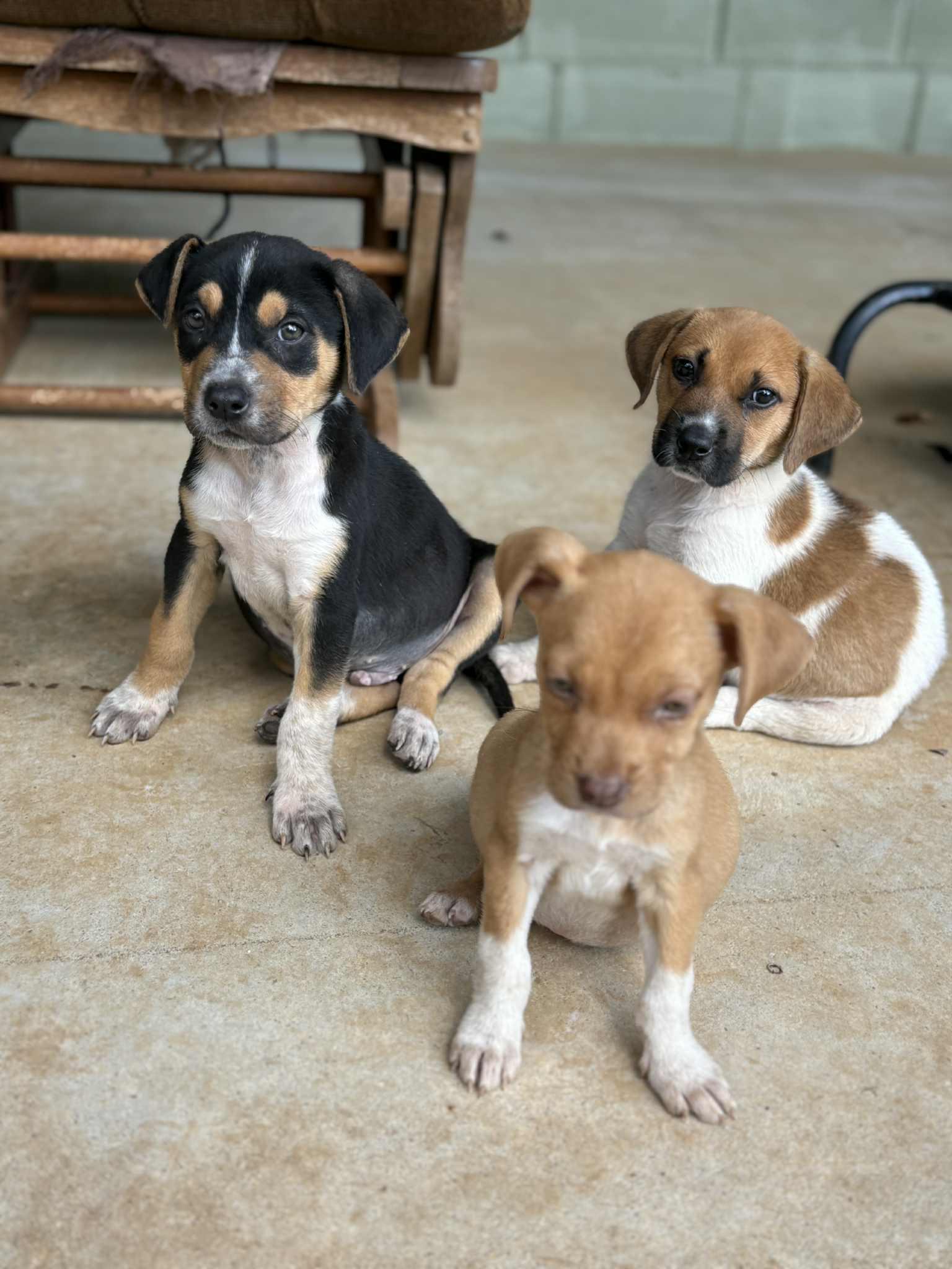 Mossy, a Adoptable mixed breed in Fairhaven, MA image 6/6