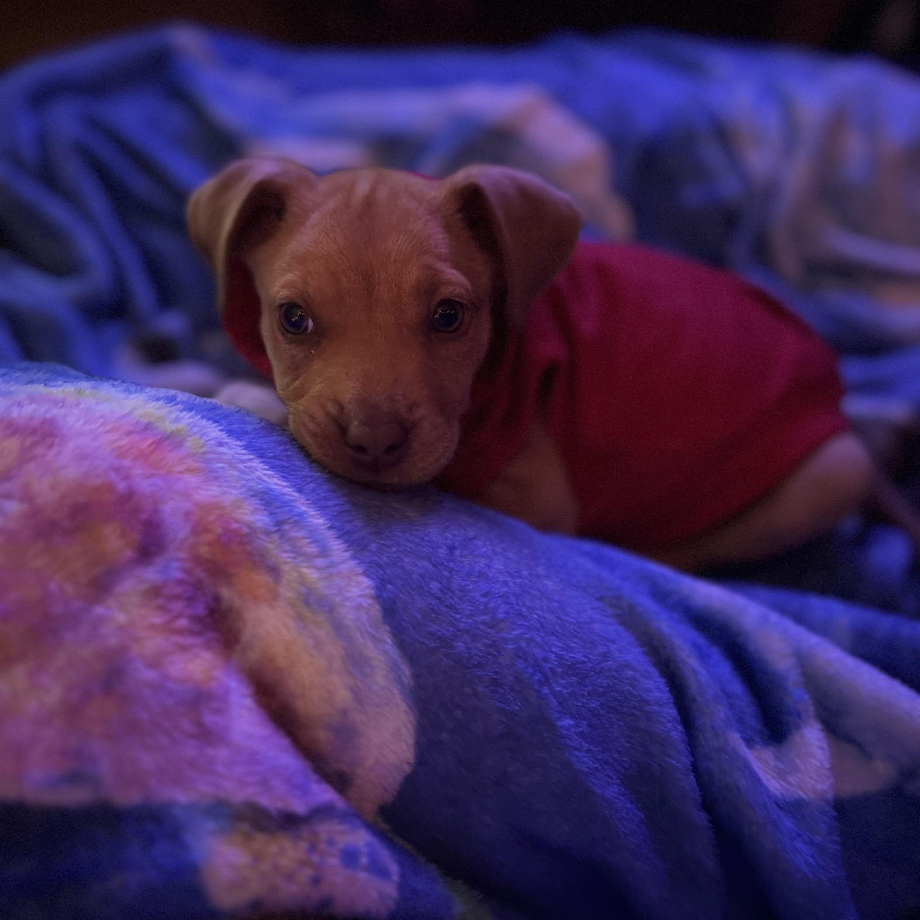 Mossy, a Adoptable mixed breed in Fairhaven, MA image 3/6