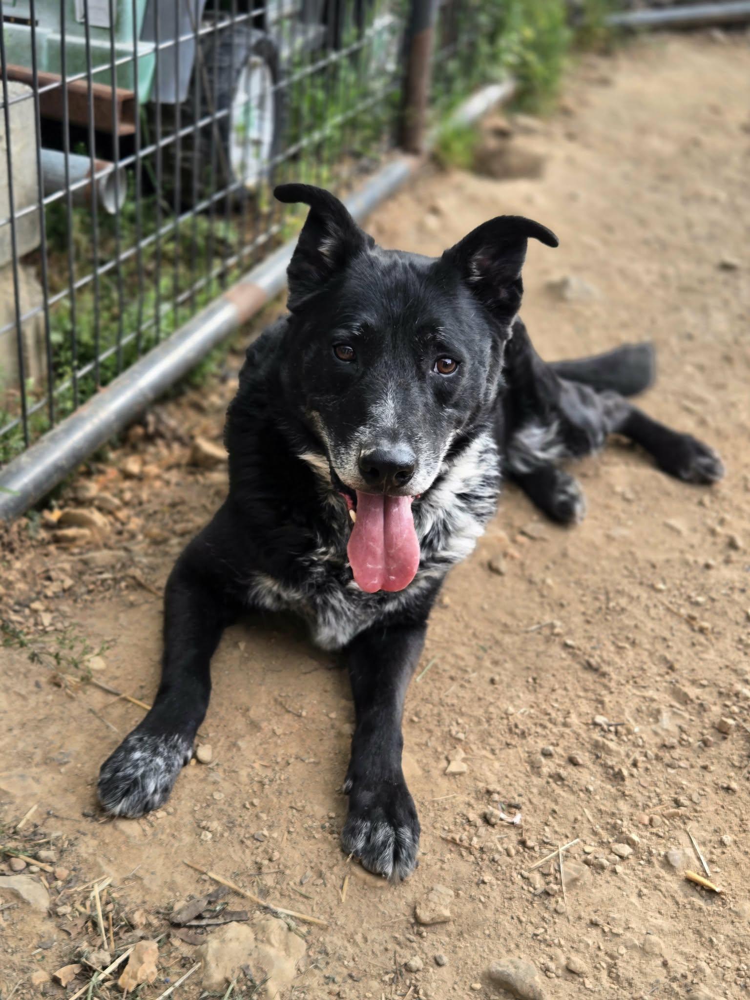 Copernicus, a ADOPTABLE Mixed Breed in Clarksville, TN image 2/4