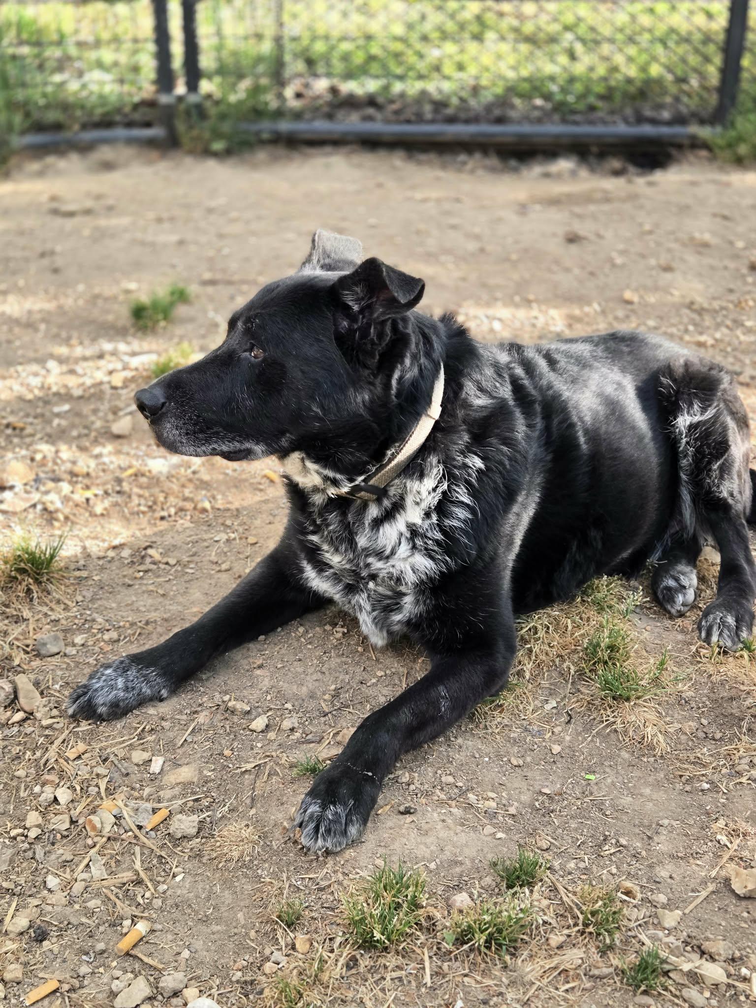 Copernicus, a ADOPTABLE Mixed Breed in Clarksville, TN image 1/4