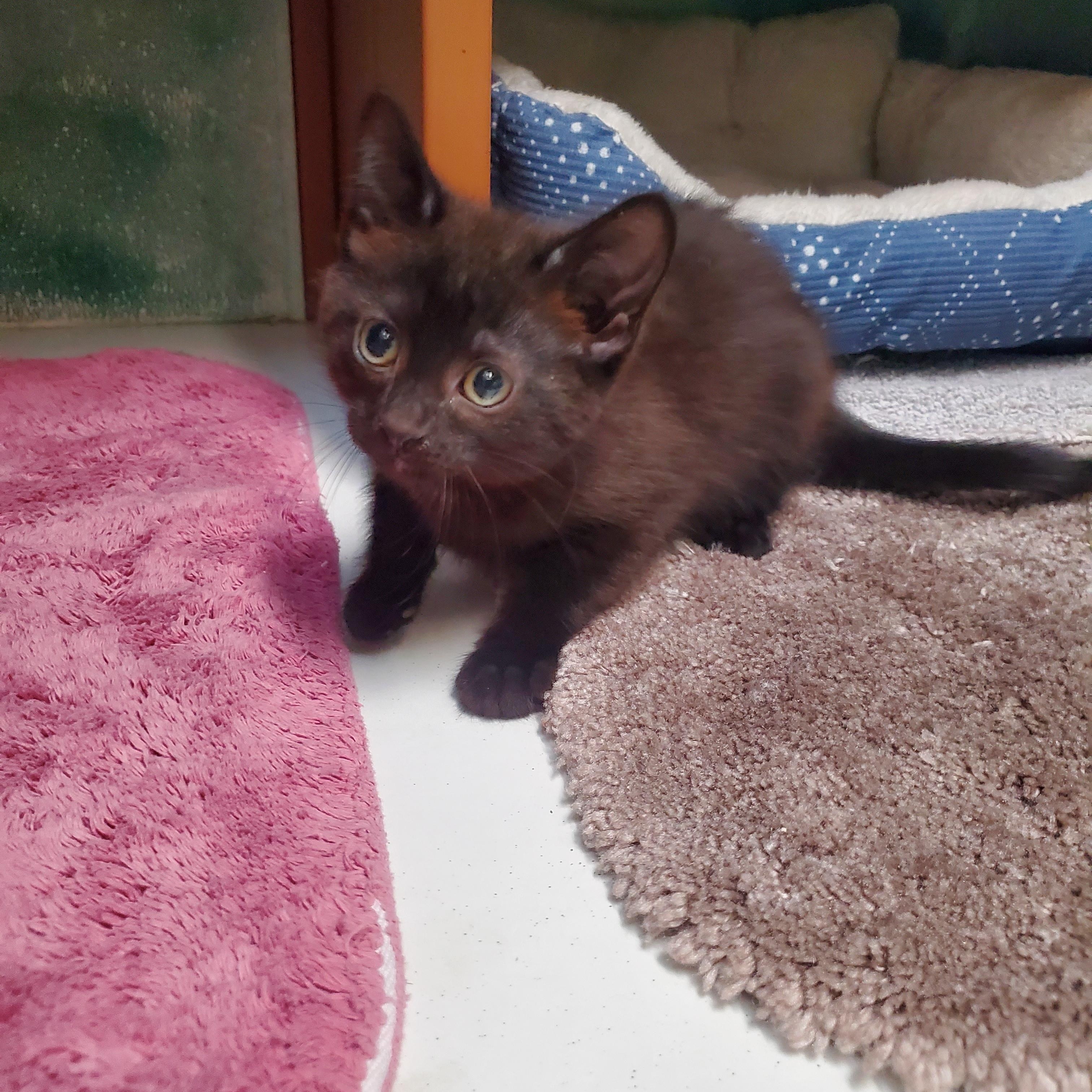 Enlarge Marmalade , a ADOPTABLE Domestic Short Hair in Altoona, PA image 1/1