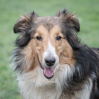 Oliver, adoptable, Adult Male Shetland Sheepdog / Sheltie.