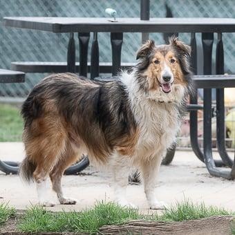 Enlarge Oliver, an adoptable Shetland Sheepdog / Sheltie in Charlotte, NC image 2/2