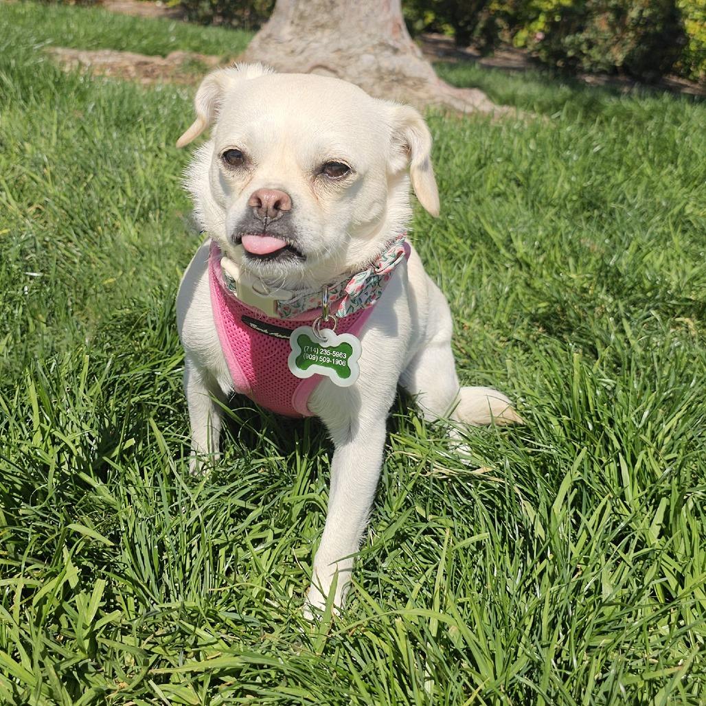 Boo, Adoptable, Adult Female Pug & Chihuahua.