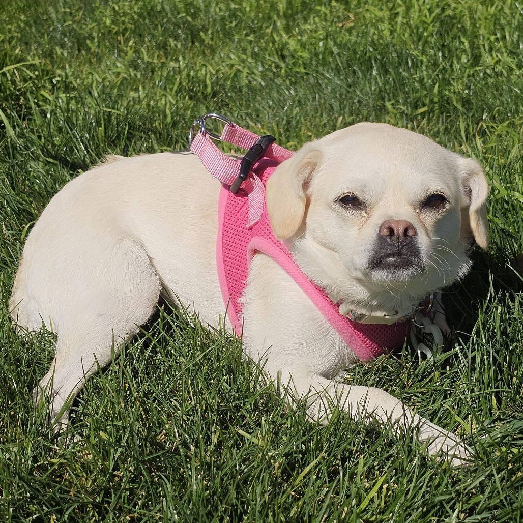 Enlarge Boo, a Adoptable mixed breed in Apple Valley, CA image 2/4