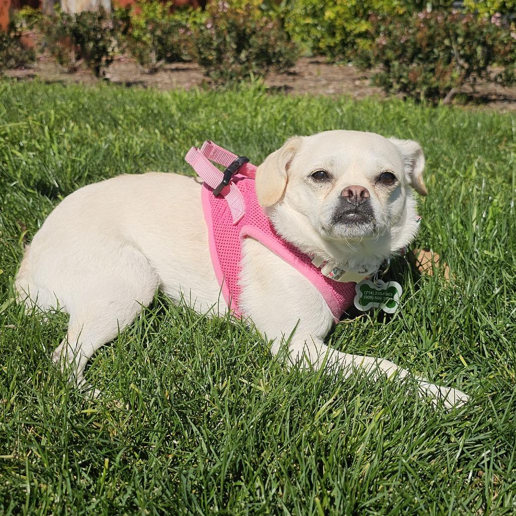 Enlarge Boo, a Adoptable mixed breed in Apple Valley, CA image 3/4