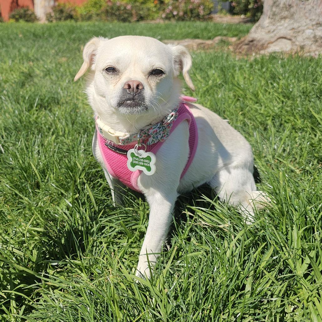 Enlarge Boo, a Adoptable mixed breed in Apple Valley, CA image 4/4